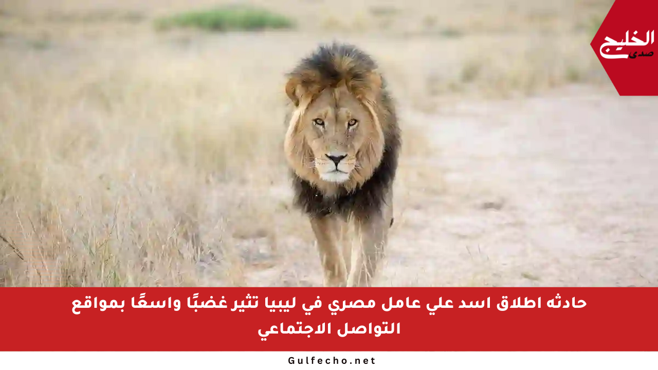 حادثة إطلاق أسد على عامل مصري في ليبيا تثير غضبًا واسعًا بمواقع التواصل الاجتماعي